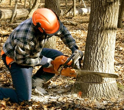 Tree Removal in Marlborough, NH